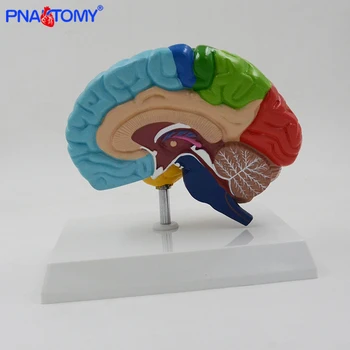 

Natural size human anatomical brain model colored brain functional are medical tool with base cerebrum cerebellum model PNATOMY