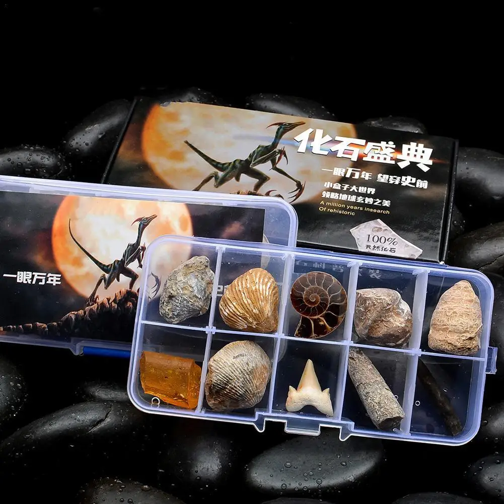 10pcs/set Natural Fossils Specimens Tower Coral Graptolite Wood Fossil Amber Original Stone Kistler Popular Science Christmas Gi | Дом и сад