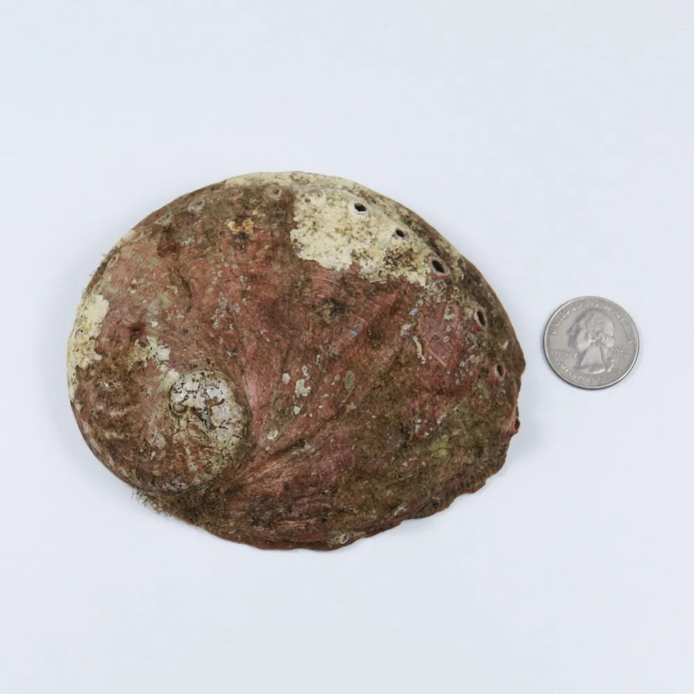 HTB1H3QNX8Gw3KVjSZFwq6zQ2FXa3