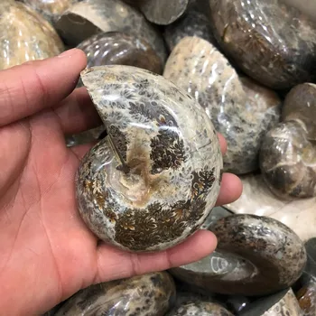

1pcs Nautilus natural fossil spotty screw, nautilus, chrysanthemum stone, snails, shell items, charming