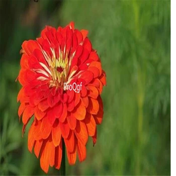 

Ngryise 3000Pcs A Set Zinnia elegans