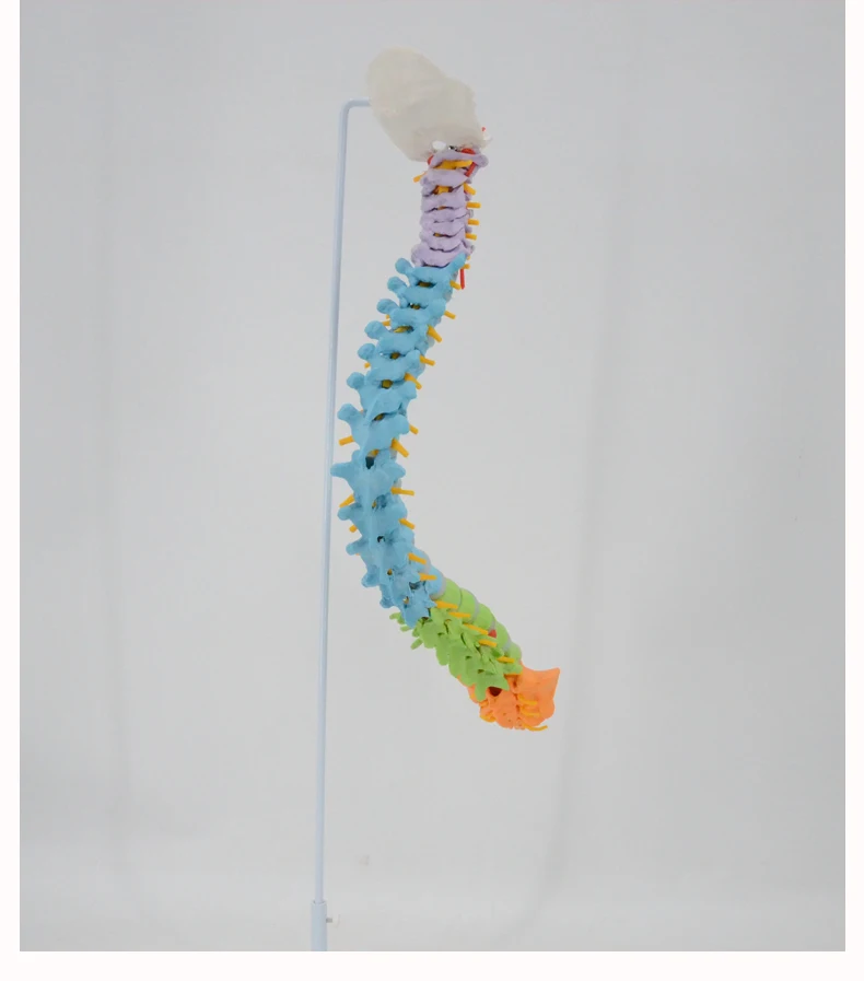 Flexible Colored Human Spine Model Manikin Medical Science Human Life Size Medical School Educational Models PNT-D121C PNATOMY