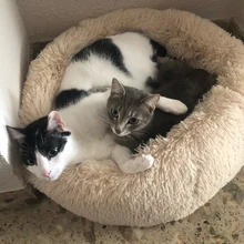 Круглая кровать для кошки, длинная плюшевая мягкая кровать для домашнего питомца, домик для кошки, Конура, собака, кошка, зимний теплый спальный мешок, подушка для щенка, товары для кошек, моющиеся Круглая кровать для кошки, длинная плюшевая мягкая кровать для домашнего питомца, домик для кошки, Конура, собака, кошка, зимний теплый спальный мешок, подушка для щенка, товары для кошек, моющиеся