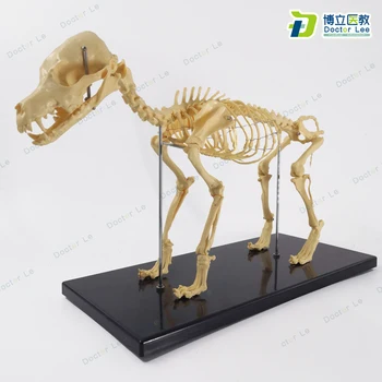 

Animal Skeleton Model The Small Dog Model with Black Plastic Base for Great Teaching Tool