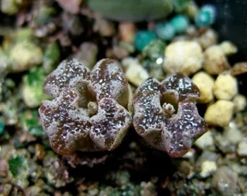 

10pcs Conophytum pellucidum not seads Rare Lithops Exotic Plant Succulent Artificial without pots FREE SHIPPING