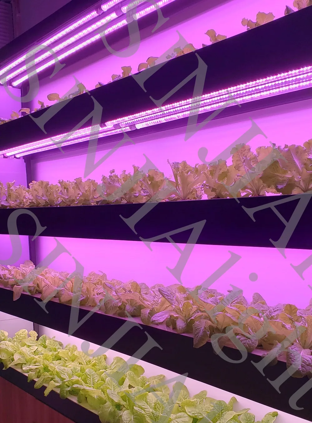 QQ图片20190807151050_副本