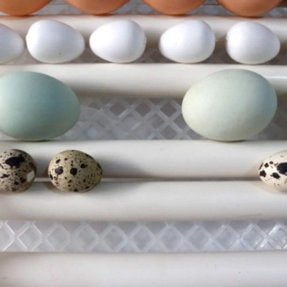 DZ75801-C-20081805-1