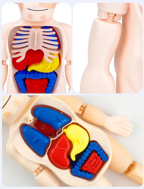 Human Body Anatomy Model Kid 3D Puzzle Educational Learning Organ Assembled Toy Body Organ Teaching Tool For Children STEAM Gift 4