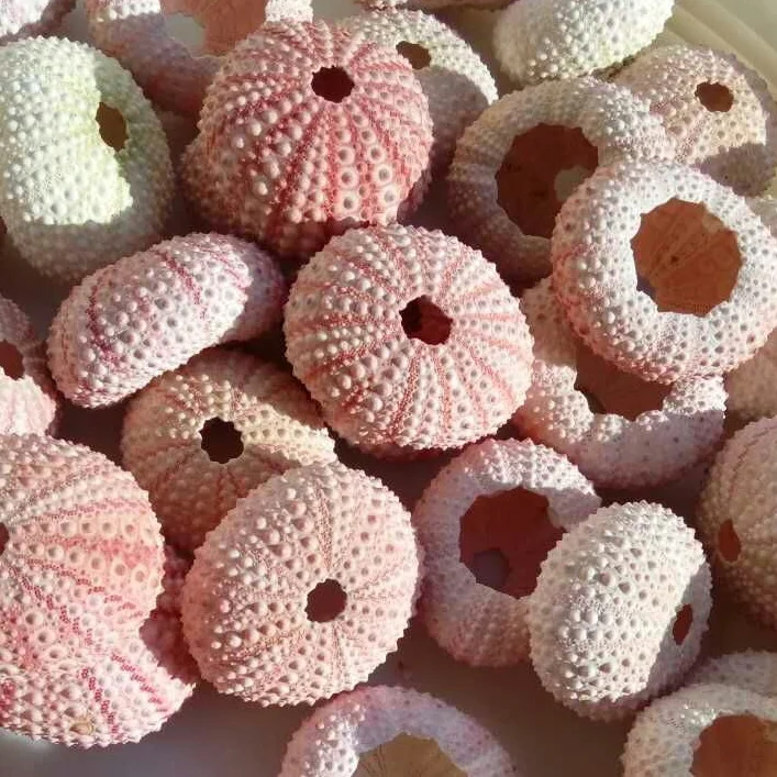 

2/4/6pcs Natural Sea Urchins Pink Dream Sea Urchin Shell Design Conch Beach Wedding Decoration Coastal Home Decoration 3.5-5cm