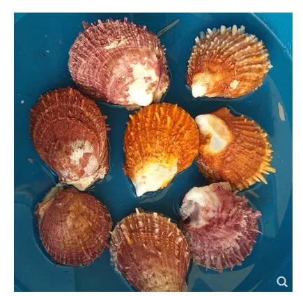 Натуральные раковины, козы, ромашки, моллюски для аквариума, декоративные раковины, бусины для украшения дома