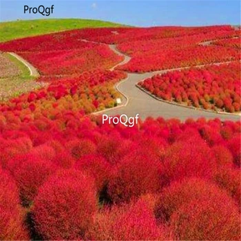 

Ngryise 9000Pcs A Set Bath Salts Ground cover kochia