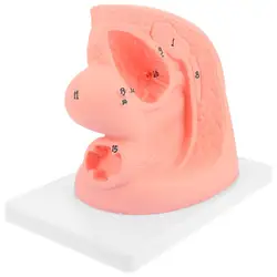 1 Pc Feminino Cateterismo Modelo Modelo Anatomia Genital Interno e Externo