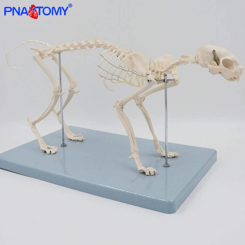 IntBuying Education Model Cat Feline Skeleton Anatomical STANDARD SIZE Teach Dispaly 