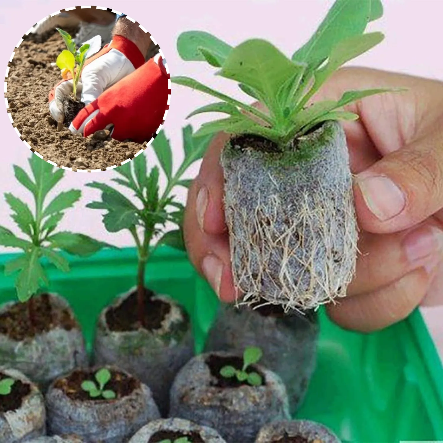 Купить Торфяные Таблетки Для Рассады 7 Семян