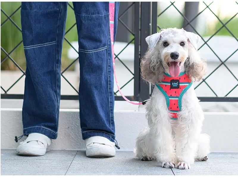 de Estimação, Cachorro, Gato, Médio, Cão Pequeno,