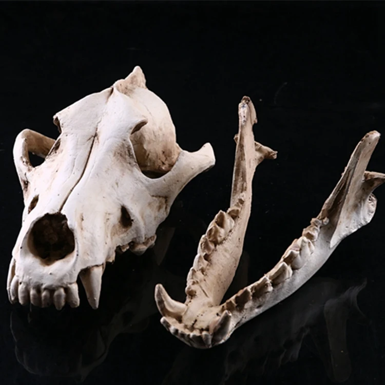 Волк Скульптура черепа модель волк собака Скелет Смола моделирование животное череп модель домашний офис бар декоративная статуэтка ремесло орнамент