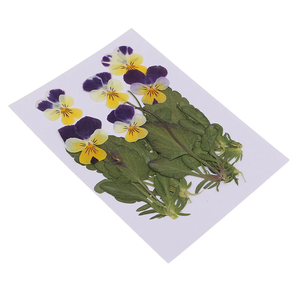 12x Pressed Dried Flowers Pansy Leaf Scrapbooking for Resin Jewelry Craft Photo Frame DIY Jewelry Making