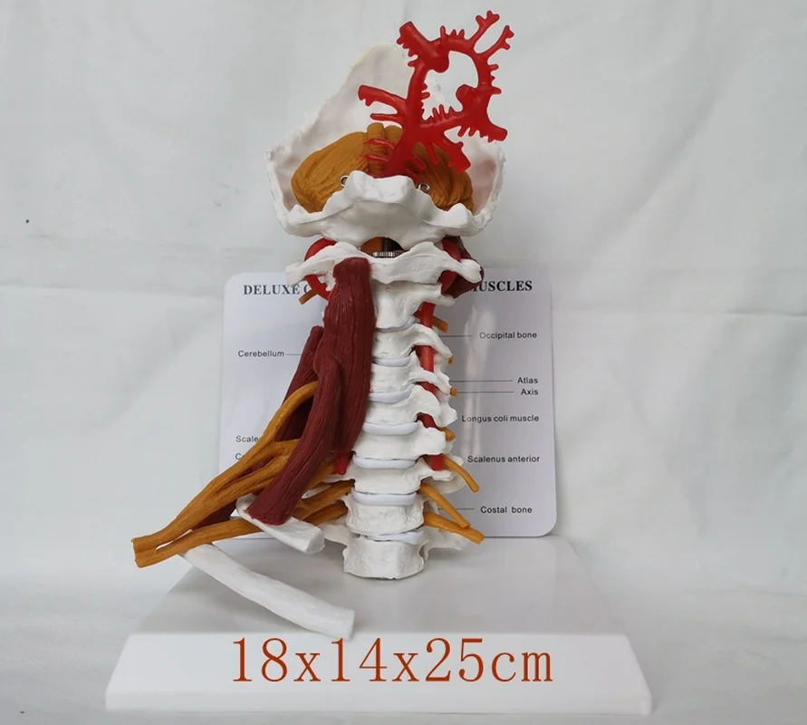 1:1 LifeSize Cervical Vertebrae and Vertebral Body Spine Human Anatomy Spinal Cord Sketelon |