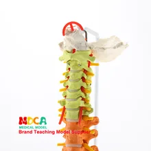 85 см установленный цвет позвоночника с Femoral массаж красоты человеческого позвоночника модель обучения медицине Mjz201