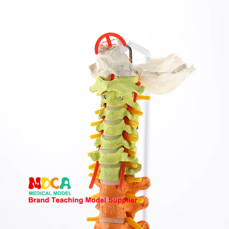 

85cm Mounted Color Spine with Femoral Massage Beauty Human Spine Model Medicine Teaching Mjz201