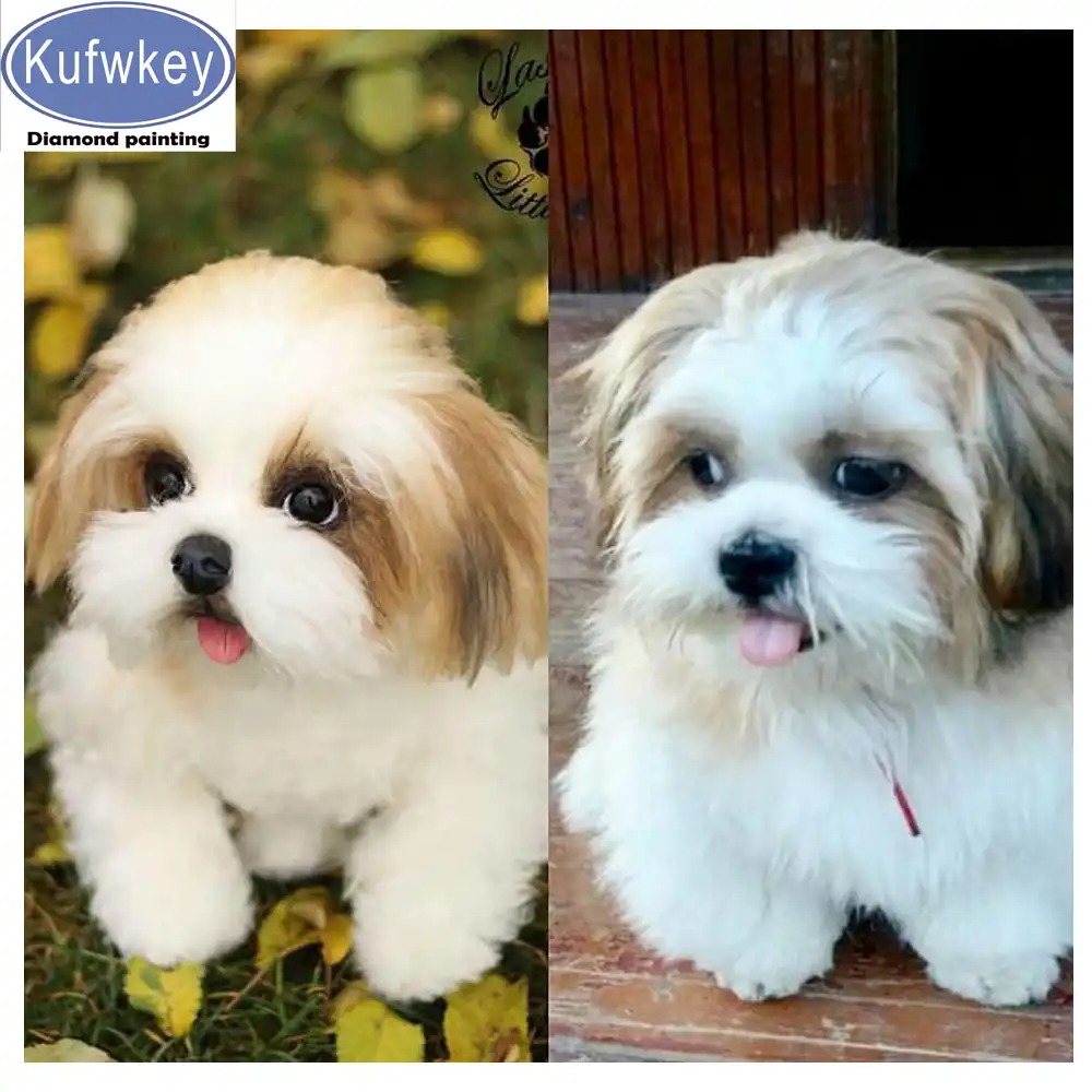 beauty's tiny shih tzu