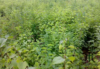 

Syringa Oblata Early Blooming Lilac Broadleaf Lilac Ziding-Xiang