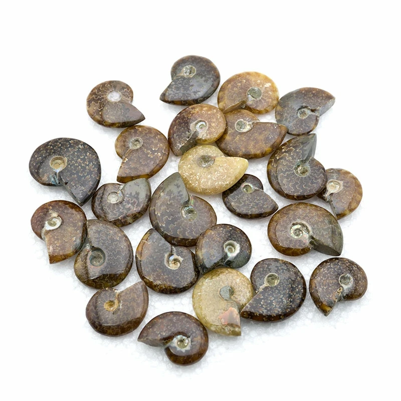 Натуральная улитка ископаемый минерал небольшой образец оригинальный