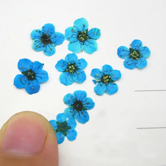 蓝色0.6CM