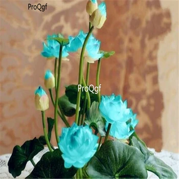 

Ngryise 200Pcs A Set Mini Bowl Lotus water lily