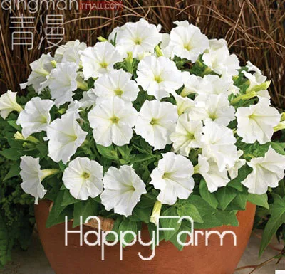 7 Лимонный ломтик Superbells calibachoa Petunia годовой цветок бонсай, 100 шт в упаковке, 24 цвета на выбор,# ZZSOIT - Цвет: 7