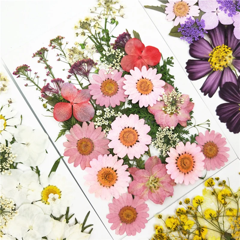 small-Dried-Flowers-Pressed-Flowers-DIY-Preserved-Flower-Decoration-Home-Mini-bloemen (2)