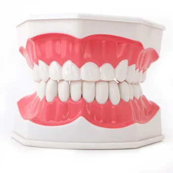 

Medical props model Dental Adult Education Teaching Model with Removable Lower Teeth and Toothbrush