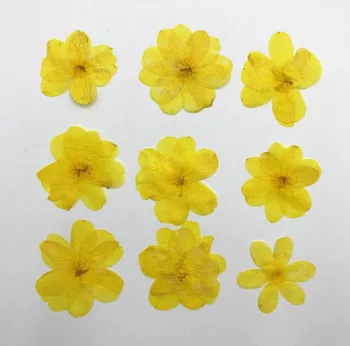 

120pcs Pressed Dried Yellow Jasmine Flower Plant Herbarium For Jewelry Postcard Invitation Card Phone Case Bookmark Making DIY
