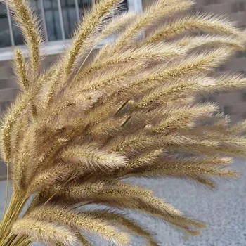 

50PCS/lot Primary Color Dog Tail Grass Natural Plant Dried Flowers Idyllic Style DIY Home Wedding Decoration