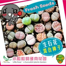30 шт. бонсай, Микс литопс псевдобрункателла, суккулент, литопс цветок садовый многолетник для дома каменные цветы