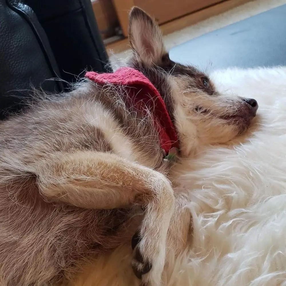 Мягкий шерстяной ковер из натурального меха для собачьей кровати ортопедический