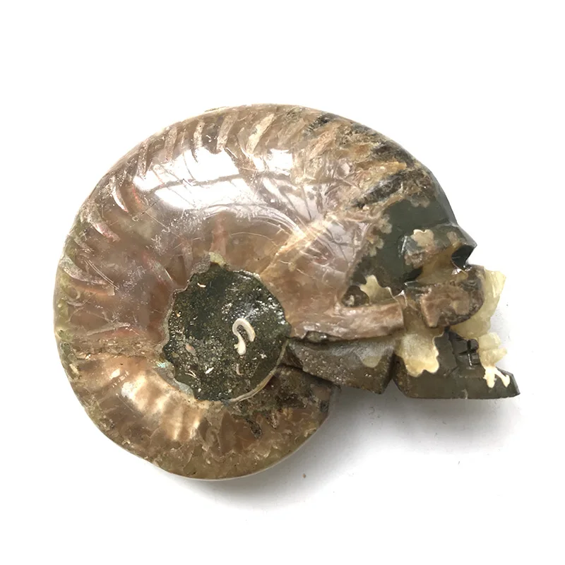 Ammonite Fossil Драгоценный высококачественный натуральный аммонит окаменелый Улитка череп раковины окаменелый для подарка украшения TP - Цвет: Ammonite Fossil