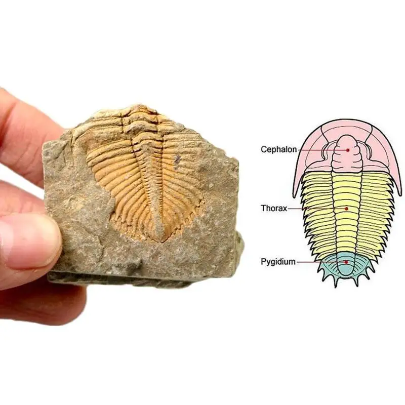 Type: Trilobite Fossil Decorative Stone Natural Fossil Trilobite Tail Animal Coral Trilobite Science Stone Collection Tail Insect Crown Science Specimen Teaching G7P5 