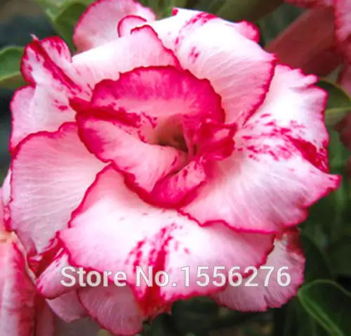 5 шт красочные Свежие Редкие Adenium Obesum Oo( натуральная - Цвет: Небесно-голубой
