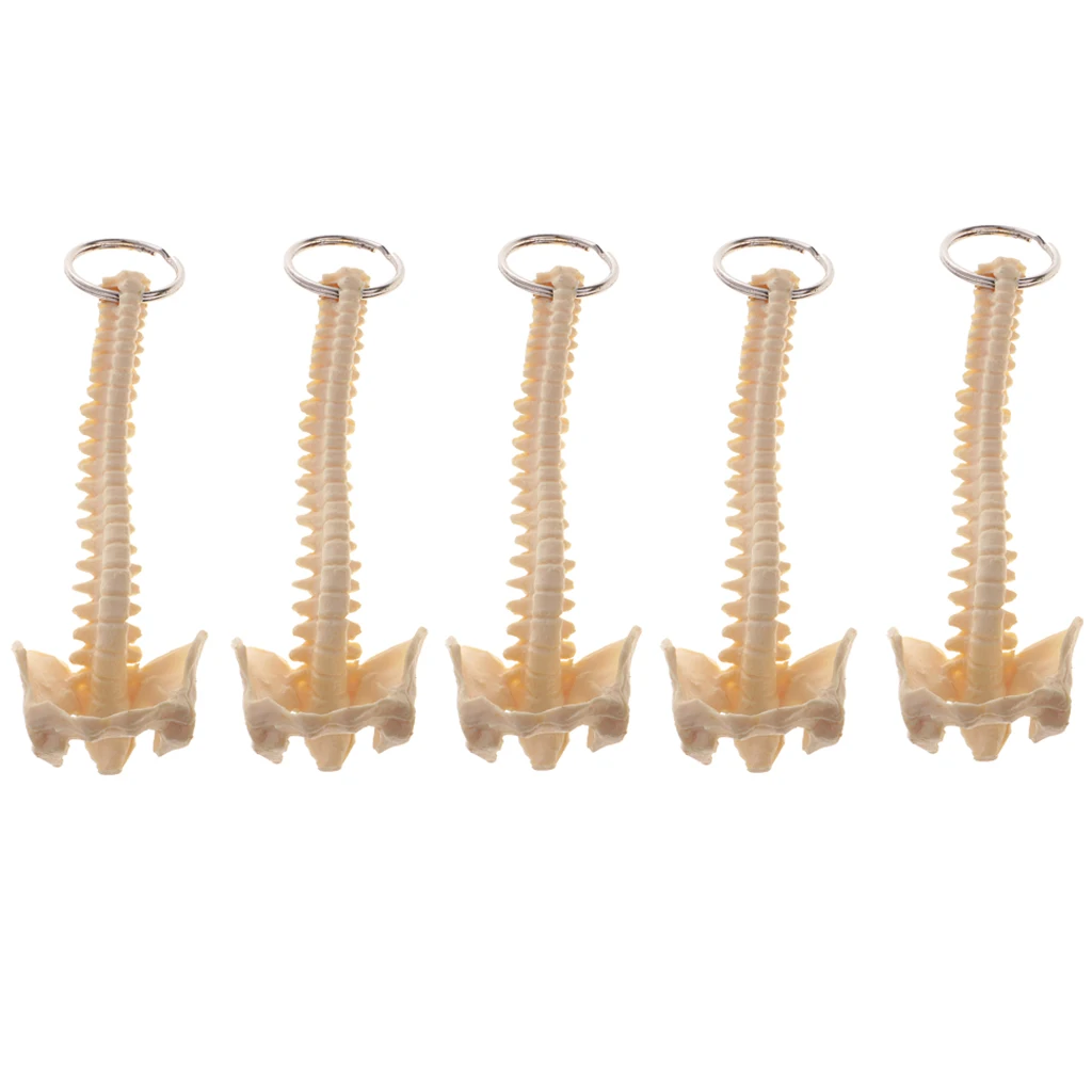 5pcs Simulated Human Spine Skeleton Model Key Ring  Learning Supplies