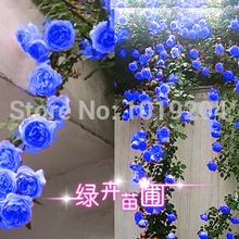 Китайский цветок бонсай, 200 шт синяя китайская Роза Флорес, растения для альпинизма для дома и сада