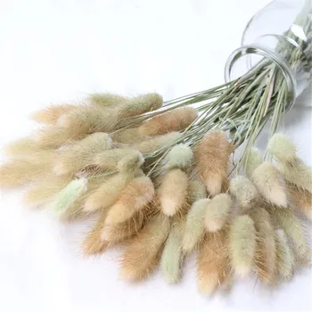 

50 Stems Dried Flower Bunny Tail Natural Plants Floral Rabbit Grass Bouquet Home Decoration Accessories Photography Props Flo