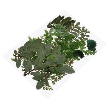 

Real Dried Leaves Dried Pressed Leaf Plants Specimen DIY Accessories for Craft Resin Jewelry Making (7 Patterns, Natural Color S