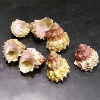 

2pcs per lot Shells Aquarium Decor Sea Beach Seashells Crafts Aquarium Decor Photo Props Aquarium Decor