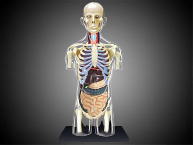 Тело орган анатомическая модель для медиков обучающая модель 8 видов выбор 4d мастер головоломка сборка игрушка человек - Цвет: Human body
