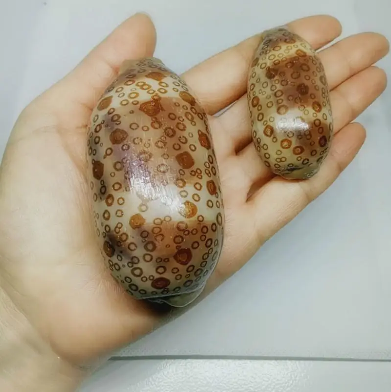Ракушки из натуральных ракушек редкие образцы морских орнаментов под морем