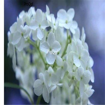 

Ngryise 500pcs Hydrangea macrophylla