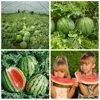 Special Fertilizer For Watermelon Melon Pumpkin Cantaloupe Garden Plant Food Promote Rhizome Growth Root Crop Hydroponics Farm ► Photo 3/6