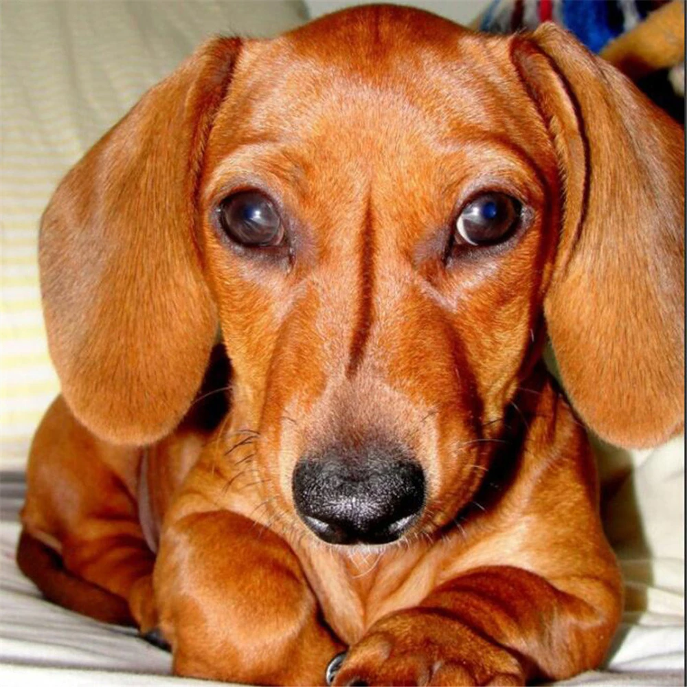 

Animal Dachshund DIY Full Diamond Embroidery Diamond Mosaic Diamond Painting Set Home Decor Christmas Gift Home Hobbies