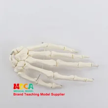 1: 1 Размер реального человека ортопедические массажный эффект для обучения, медицинского использования, для обучения голеностопной медицине Msg001